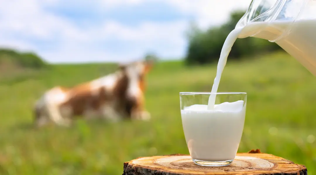 CRISE DO LEITE: MANIFESTO DA AURORA COOP