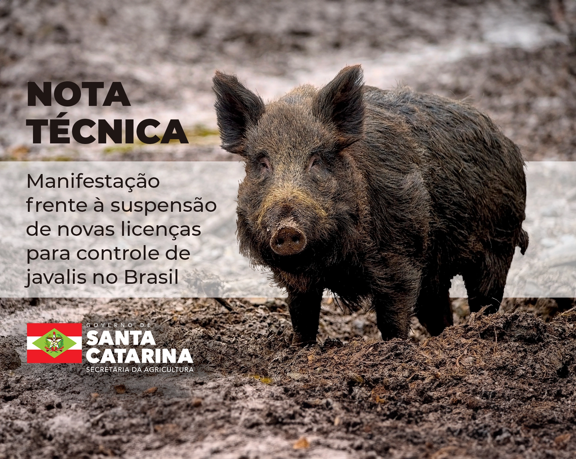 Manifestação frente à suspensão de novas licenças para controle de javalis no Brasil