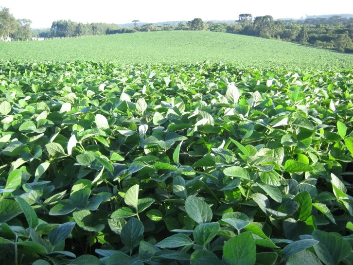 Cidasc divulga o período do vazio sanitário e o calendário de semeadura da soja em Santa Catarina para a safra 2025/2026